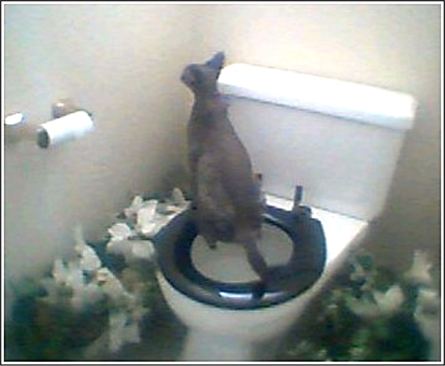 Cat on Toilet