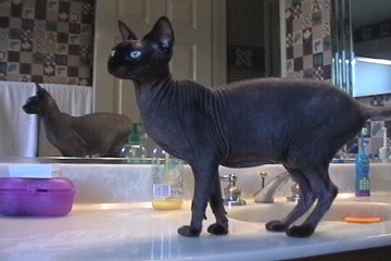 Millie, Hairless Cat, Sphynx