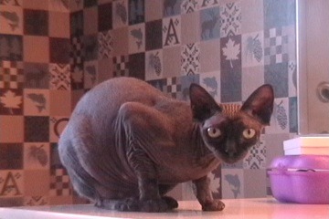 Hairless Cat